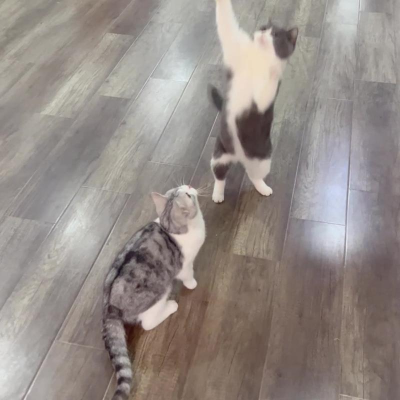 Cute Bird Cat Teaser Toy – Interactive Fun for Your Feline!