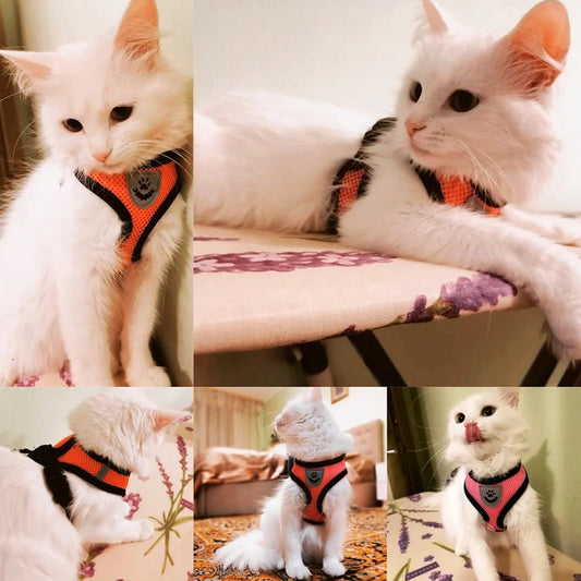 Adjustable Pet Harness Set